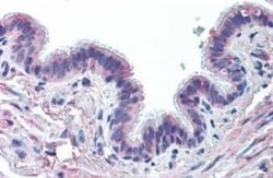 MUC13 Antibody, Novus Biologicals 50 &mu;g; Unconjugated:Antibodies, Polyclonal